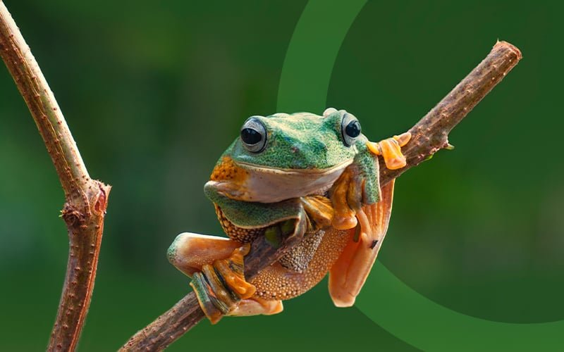 What Does It Mean When You Dream About Frogs? [16 Scenarios]